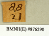 CollectionObject 1573027; 063a966d-445d-4542-974d-9a4041b303e5: Copyright Natural History Museum, London. Labels from non-type (adult male) in BM(NH). Underside. (CollectionObject).