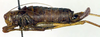 CollectionObject 1502836; 62ee8b6c-51c7-4ffc-846c-98039fb180f0: female, lateral view (allotype of Poecilimon paramonovi). (CollectionObject).