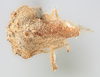 Habitus, dorsal view: !! display not done !! on Telamona modesta Goding, 1893: (Observation).