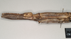 CollectionObject 1563489; NHMUK(SF IMPORT DUPLICATE) 845018, b77f256c-c908-4a52-b61b-a77a1be829c6: copyright natural History Museum, London. female: head and thorax, lateral view (holotype). (CollectionObject).