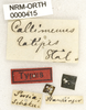 CollectionObject 1529600; dc55f4e9-3490-485d-aa4a-b2bd268c78de: labels (holotype). (CollectionObject).