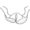 Abdomen, sternal apodemes, ventral view: Sternal apodemes. (Observation).