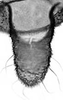 Aedeagus, ventral view.: !! display not done !! on apterous viviparous female: Aphis (Aphis) rumicis Linnaeus, 1758: Cauda (CA) of A. rumicis. (Observation).