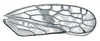 Forewing: !! display not done !! on Fitchana vitellina (Fitch, 1851): Fitchana vitellina, forewing. (Observation).