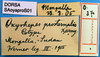 CollectionObject 1530828; 8a244487-82a6-427e-a47b-d037729568cc: labels (paratype). (CollectionObject).
