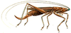 Morocera loriae (Griffini, 1908): female, lateral view. (Otu).