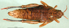 CollectionObject 1502755; 8fd73dda-03c9-4cde-818d-a1944e45cb22: female, dorsal view (allotype). (CollectionObject).