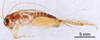 CollectionObject 1522872; 9d8e9ec4-2e14-4260-8f3b-e77e9ca1dd8e: Male, lateral view (holotype). (CollectionObject).