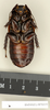 CollectionObject 1572992; 0ae5bc94-0836-4129-a085-36df6d1bdd19: Copyright Natural History Museum, London. Non-type (adult male) in BM(NH). Ventral view. (CollectionObject).