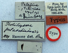 CollectionObject 1517150; 8cff648c-b7ca-4e9c-83b9-415137c0726e: labels (holotype). (CollectionObject).