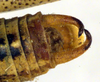 CollectionObject 1502235; 4a06850b-6de6-4898-89fd-e0cc0ddd6eb6: male cerci (paratype of Poecilimon albanicus). (CollectionObject).