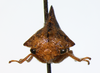 Palonica Ball, 1931: _Palonica pyramidata_. (Otu).