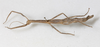 CollectionObject 1560427; bd11896f-e498-42f1-b959-c44f7049a332: copyright NMW, Vienna. female, dorsal view (syntype). (CollectionObject).;CollectionObject 1560428; e38535f2-096d-42a7-90c9-05a46b40f72a: copyright NMW, Vienna. female, dorsal view (syntype). (CollectionObject).
