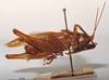 CollectionObject 1503253; MBBJ 3225967, 50bd38ec-950d-49af-a8ff-b0fead204cbf: male, lateral view. (CollectionObject).