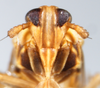 Head: !! display not done !! on Sogatella kolophon (Kirkaldy, 1907): (Observation).