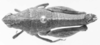 CollectionObject 1523810; 4e2a2b50-3a14-4754-8274-a5b89770b656: female, dorsal view (holotype). (CollectionObject).