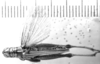 CollectionObject 1533420; 0cd5b85f-edd9-4030-8c46-2a7c41240ec9: Image Carbonell, C.S. male, lateral view (lectotype of Hesperotettix meridionalis). (CollectionObject).