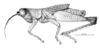 Ociotettix lubricus Amédégnato & Descamps, 1979: Fig. 139. male, habitus. (Otu).