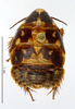 CollectionObject 1587339; MNHN(SF IMPORT DUPLICATE) MNHN-EP-EP1367, b64fef23-3214-488b-847a-ecadcead67fb: CC BY-NC-ND 4.0/MNHN - Depraetere Marion - 2014. Non type, female. Specimen number: MNHN-EP-EP1367. http://coldb.mnhn.fr/catalognumber/mnhn/ep/ep1367. (CollectionObject).
