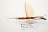 CollectionObject 1595839; 80da378a-a73d-47dc-9f38-a70c38887993: copyright LKCNH Singapore. female, dorsal view (paratype). (CollectionObject).;CollectionObject 1595840; 25df2631-86d0-433d-ac2d-372111d887f9: copyright LKCNH Singapore. female, dorsal view (paratype). (CollectionObject).