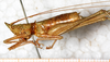 CollectionObject 1531619; 70c805c3-c538-4a40-a5b2-8d868460b167: female, lateral view (holotype). (CollectionObject).