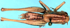 CollectionObject 1522414; 07426891-5ad2-4bb2-901f-2970d1e223c3: male, dorsal view (holotype). (CollectionObject).