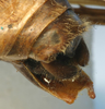 CollectionObject 1517023; b5359059-c29d-4268-86d4-7ad6872750dc: male cerci (holotype of Meroncidius indistinctus). (CollectionObject).