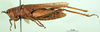 CollectionObject 1501597; 4d18b825-4ef0-4123-a9fb-5cc6da0ae2ea, DORSA BA000233S01: female, lateral view (holotype of Catantops pachycerus). (CollectionObject).