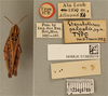 CollectionObject 1519675; 7b6db2da-7bc0-44e4-afc9-3159529e5585: female, dorsal view, labels (holotype). (CollectionObject).