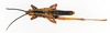 CollectionObject 1575274; ce03071a-458f-4445-bf2e-b2d7b61635cd: male, dorsal view (paralectotype). (CollectionObject).