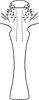 Aedeagus, ventral view: Aedeagus, ventral view. (Observation).