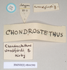 CollectionObject 1557825; 87f9a19e-e234-4e6b-b475-4fa501d1a9d7: copyright Natural History Museum, London. female, data labels of Chondrostethus woodfordi (syntype). (CollectionObject).;CollectionObject 1557826; 50d4ed4c-0940-4f37-b3fe-450e20f5d380: copyright Natural History Museum, London. female, data labels of Chondrostethus woodfordi (syntype). (CollectionObject).