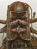 CollectionObject 1535961; e11091d7-c014-4809-843d-d6860c6ca535: female pronotum, dorsal view (paralectotype). (CollectionObject).