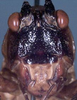 CollectionObject 1531725; 4d532508-6013-4942-9124-b6a5acf5d15c: male head, frontal view (holotype). (CollectionObject).