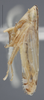 Habitus, lateral view on Cosmotettix (Airosius) paludosus (Ball, 1899): Lateral. (Observation).