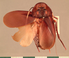 Miroblatta petrophila Shelford, 1906: Copyright UMO, Oxford. Type, dorsal view. (Otu).