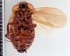 CollectionObject 1588654; 923428d0-71d5-481c-a4c0-6c47e428ccb6: Image taken by Heidi Hopkins. (CollectionObject).