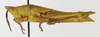 CollectionObject 1568979; adefa343-568d-4821-9acd-73e229048620: female, lateral view (allotype). (CollectionObject).