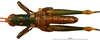 CollectionObject 1536066; e41e7803-4980-41ba-bf47-e528df22c58d: male habitus dorsal view (holotype). (CollectionObject).