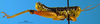 CollectionObject 1578447; 09c2f590-435e-4953-886f-4dc277612e60: male, lateral view. (CollectionObject).