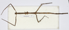 CollectionObject 1559001; 11854f69-fd51-4979-b3b0-4565cb6cf245: copyright MHNG Geneva. female (holotype). (CollectionObject).