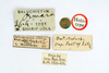 CollectionObject 1519789; b3684006-21e8-47bd-9141-a17fb3b02198: labels (holotype). (CollectionObject).