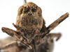 CollectionObject 1539785; 3d85e4a1-4860-45a6-98ae-b94497cbe1c8: male face (holotype). (CollectionObject).
