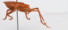 CollectionObject 2053614; CNMS 2246, 3762868a-a8ce-400b-ae75-90b6446e1a5a: male, lateral view (paratype). (CollectionObject).