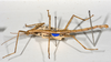 CollectionObject 1570989; 90a37768-d0db-4a5f-8117-b297ae92ee38: copyright MONZ, Wellington. male, lateral view (paratype). (CollectionObject).;CollectionObject 1570990; 35992bb9-3ca7-4308-a1df-d86fc629e7f0: copyright MONZ, Wellington. male, lateral view (paratype). (CollectionObject).
