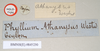CollectionObject 1561205; NHMUK(SF IMPORT DUPLICATE) 845230, a6e7094f-b687-4215-8c9d-6d75aae081d8: copyright Natural History Museum, London. female, data labels (holotype). (CollectionObject).