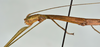 CollectionObject 1559383; c6546c81-edc3-4e11-9827-8421705d3db8: copyright USNM, Washington. (CollectionObject).
