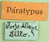 CollectionObject 1502300; 43592820-cf65-491a-87d4-f8a426432a00: labels (syntype). (CollectionObject).