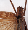 CollectionObject 1534533; ec74f7e7-3675-4fc2-ad14-1bdfdc7e5ae6: female pronotum, dorsal view (type of Cecentromenus marmoratus). (CollectionObject).