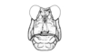 Calcitrena maculosa Eades, 1961: Fig. 27. male head, frontal view. (Otu).